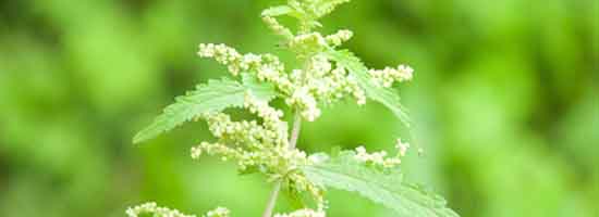 Nettle - close up of flowers