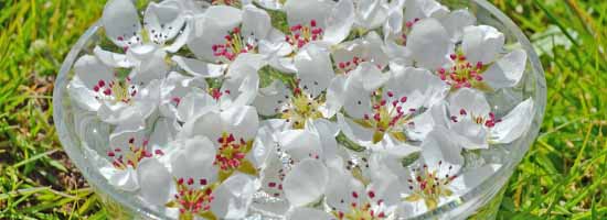 Pear flowers potentising in a bowl of water - making a flower essence