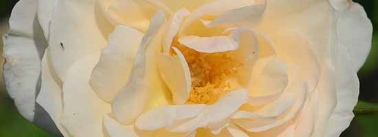 Perdita Rose Perdita Rose