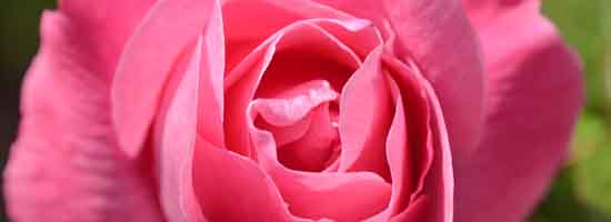 Pink Rose Flower