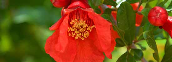 Pomegranate flowers - Female Essence - Divine Harmony Essences