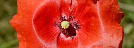 Poppy Flowers