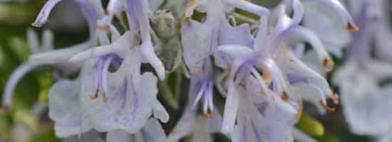 Rosemary flowers