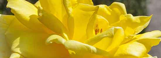 Sunblest Rose flower close up