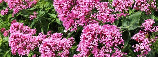 Valerian Flowers