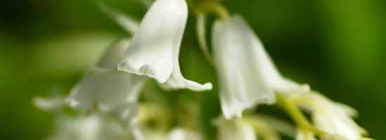 Valerian Flowers