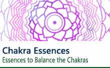 Chakra Flower Essences Buy Chakra Essences