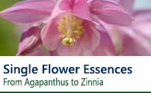 Buy Flower Essences Flower Essences