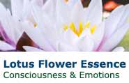 Lotus Flower Essence - Single Flower Essences Lotus Flower Essence - Single Flower Essences