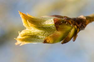 Chestnut Bud - the swelling bud of a horse chestnut tree