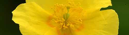 Buttercup Flower