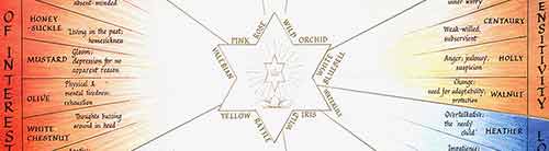 Essences & Themes Explorer