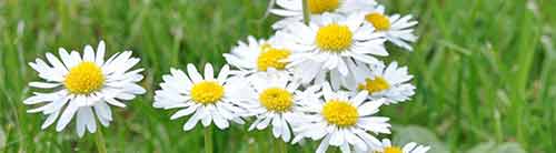 Daisy Flowers