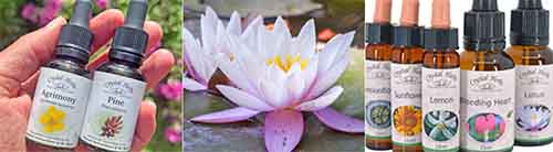 Montage Image: Bach Flower Remedies held in a hand, a Lotus flower and bottles of flower essences