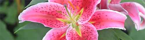Picture of a Stargazer Lily flower
