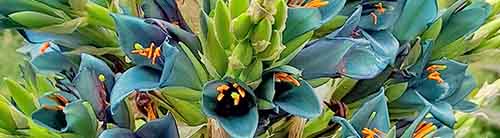 Puya flowers