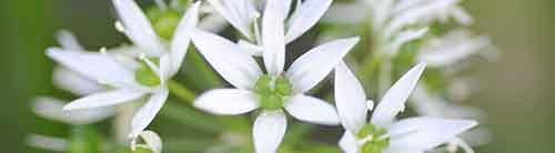 Garlic Flowers