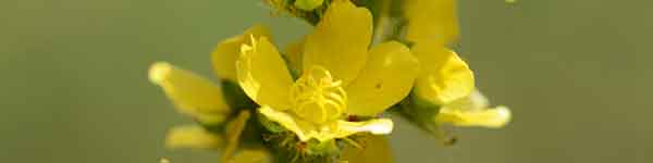 Agrimony flower Agrimony flower