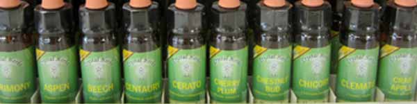 Our Bach Flower Remedies Our Bach Flower Remedies