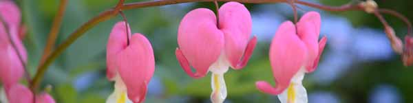 Bleeding Heart flowers