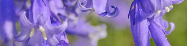 Bluebell flowers