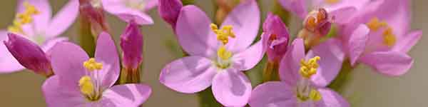 Centaury flowers