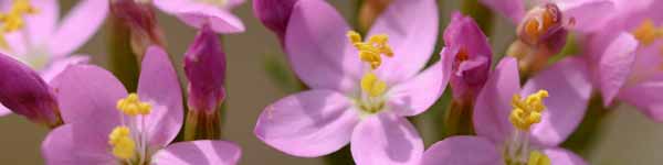 Centaury - Bach Flower Remedies