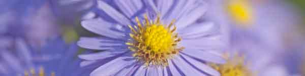 Chrysanthemum Flower close up