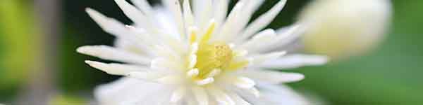 Clematis flower