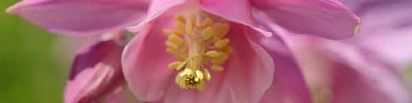 Flower & Vibrational Essences