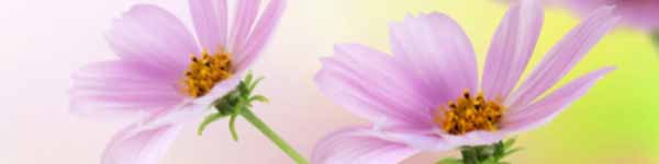 Cosmos Flower Cosmos Flower