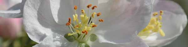 Crab Apple Flower