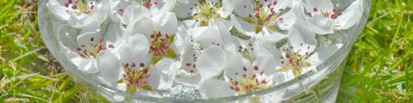 Essence Making - Flowers in a Bowl