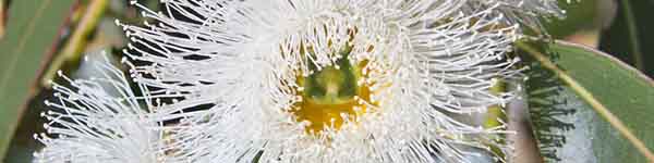 Eucalyptus flower