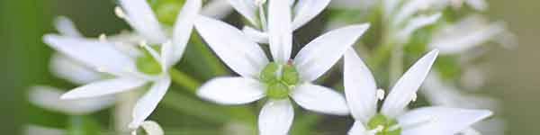 Garlic flowers