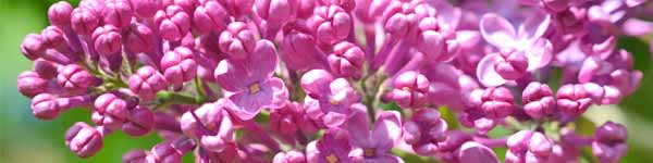 Flower & Vibrational Essences