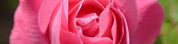 Pink Rose flowers
