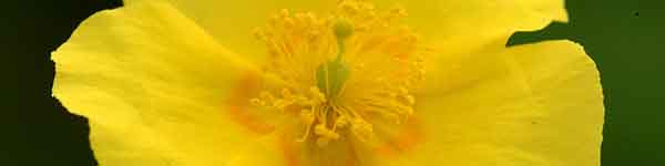 Rock Rose flower