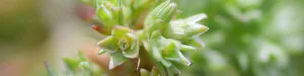 Scleranthus flower