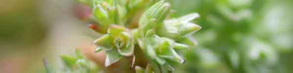 Scleranthus flowers Scleranthus flowers