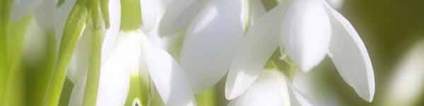 Snowdrop flowers