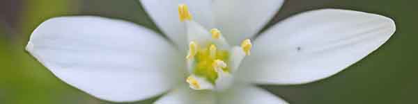 A picture of a Star of Bethlehem flower