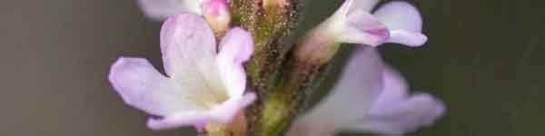 Vervain flowers