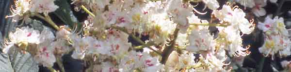 White Chestnut flowers