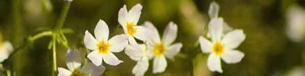 Water Violet flowers Water Violet flowers