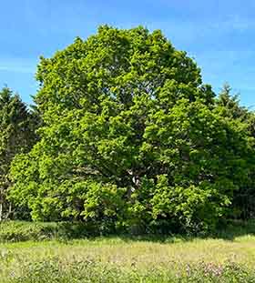 Beautiful Oak tree in a field