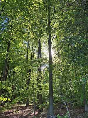 Tress in sunlight in Norfolk