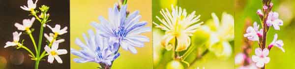 Montage picture: Water Violet, Chicory, Clematis and Vervain flowers