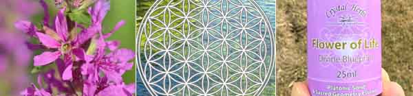 Beyond the Ordinary Montage image - Loosestrife flowers, the Flower of Life symbol and a bottle of Flower of Life Essence