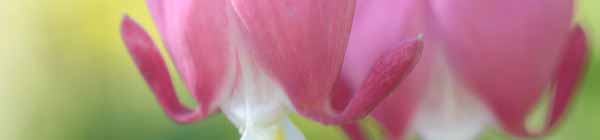 Bleeding Heart flowers